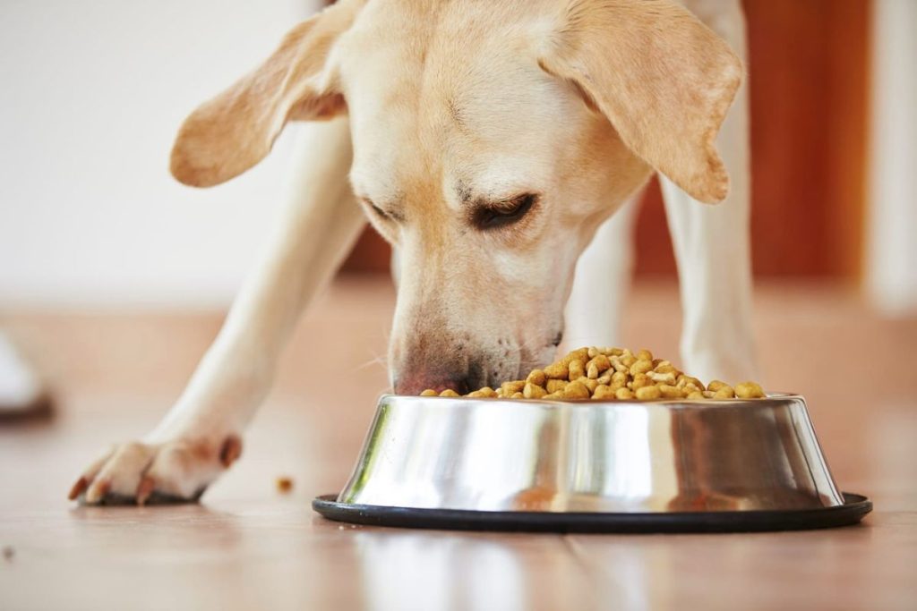 10 Best healthy dog food List